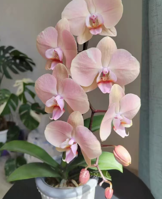 蝴蝶兰秋天适合室内还是室外？蝴蝶兰秋天可以换盆换土吗？