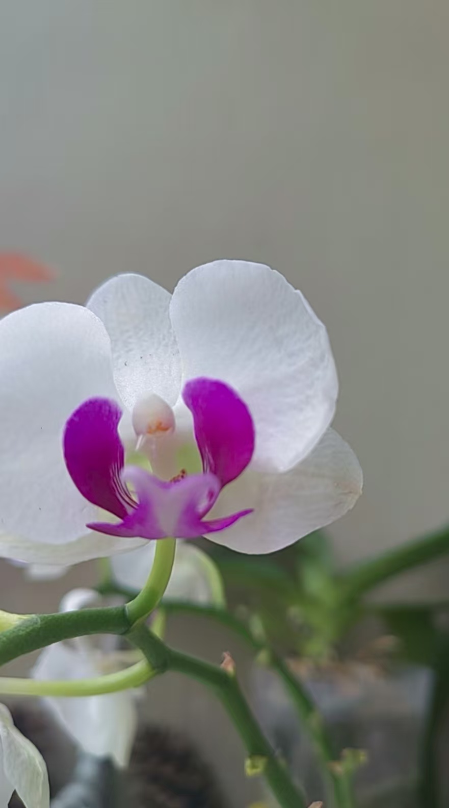 蝴蝶兰科学配比植料方法有哪些？蝴蝶兰黄金配比多少合适呢？
