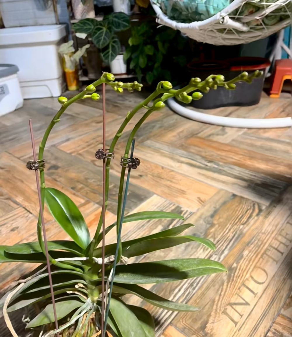 蝴蝶兰新手复花难度高吗？蝴蝶兰低温复花适合多少度生长呢？