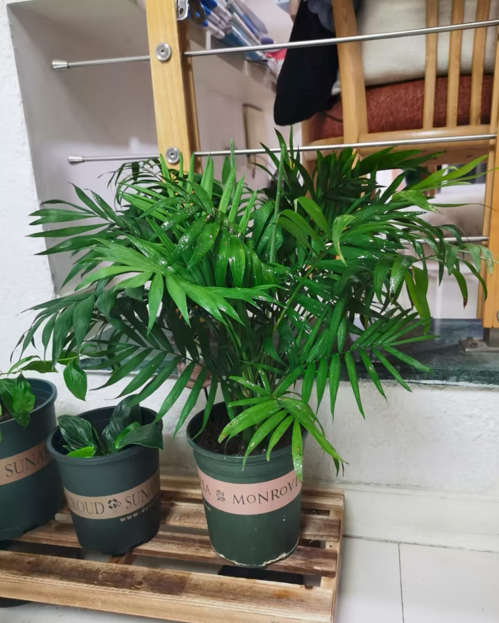 四季常青的植物有哪些品种？客厅最好养活的绿植有哪些？