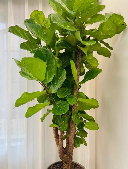 南北方养植物有哪些差异？南方秋天适合养的室内花卉和北方秋季适合养的室内植物一样吗？