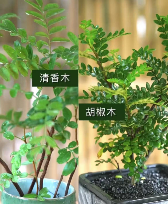 别再搞混啦！胡椒木和清香木根本不是一回事，3招教你轻松分清
