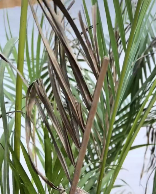 网红绿植别瞎买！这3组“平替”才是真·懒人福音