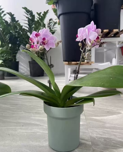 蝴蝶兰能水培吗？蝴蝶兰水培方法和注意事项