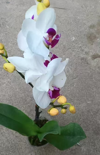 蝴蝶兰适合几颗放一个盆里养吗？蝴蝶兰几棵栽一盆好还是单棵一盆好？