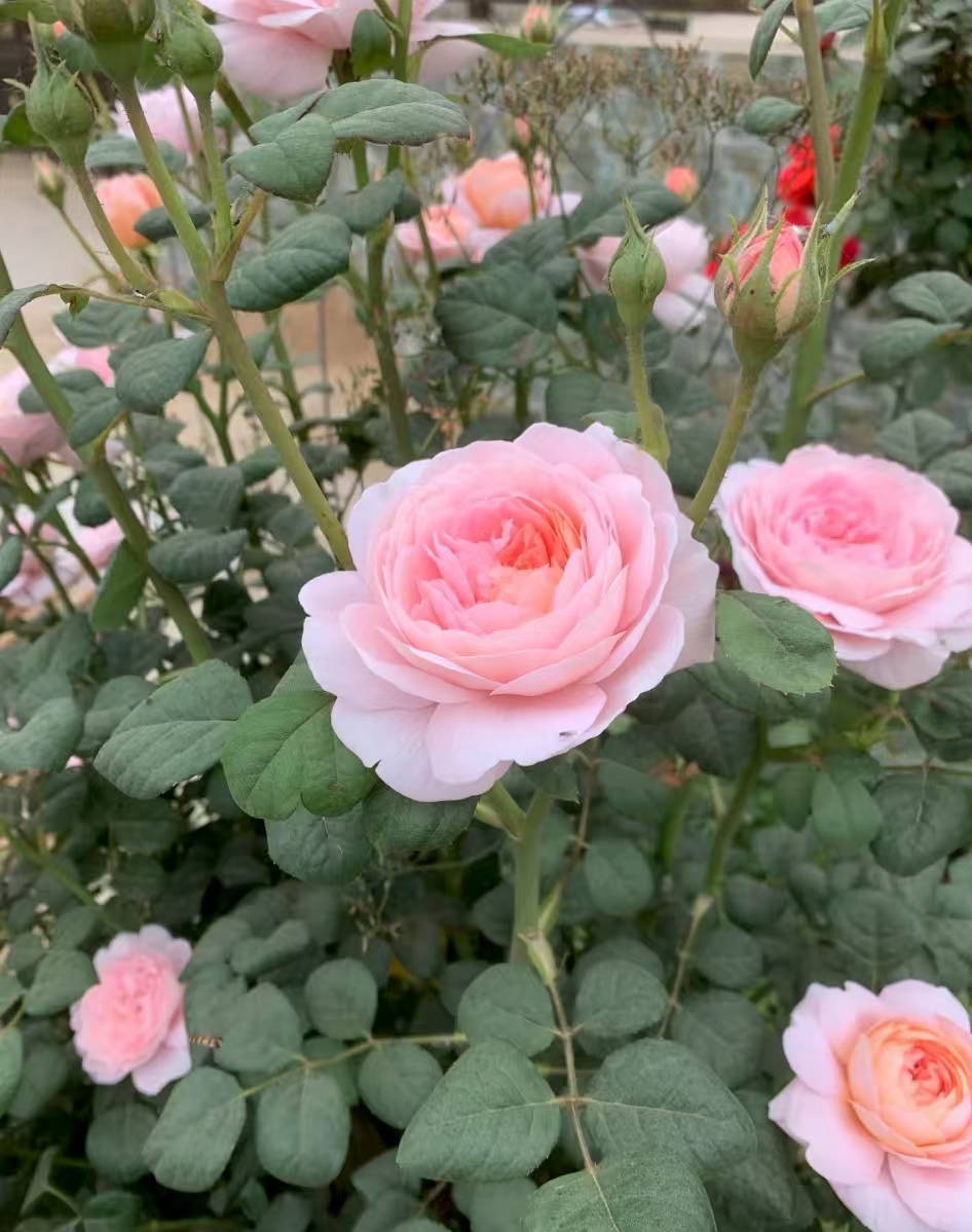 立秋后花卉要怎样管理才好？什么花需要修剪枝叶才能开花？