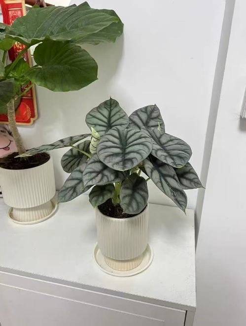 新家入住绿植别瞎买！这5种闭眼入，好养还不踩坑