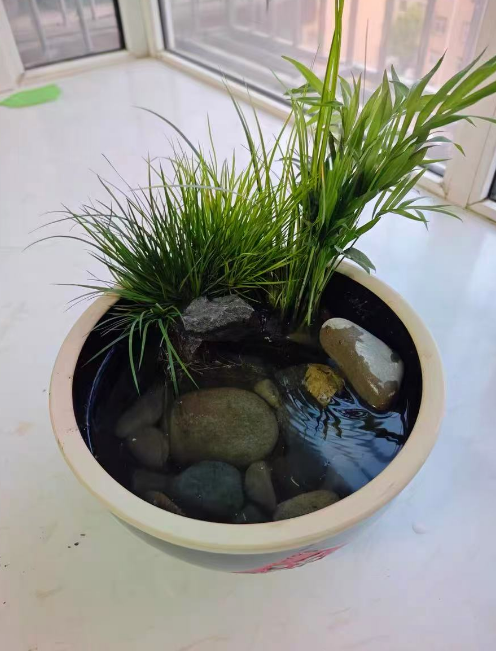 这4种花是“耐涝高手”！浇水再多也不怕，养着超省心