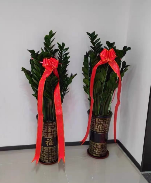 开店必看！这6种“招财花”，好养还能拉生意，老板们快抄作业