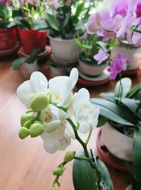 蝴蝶兰叶子乱长怎么办？蝴蝶兰叶片最佳纠正时间
