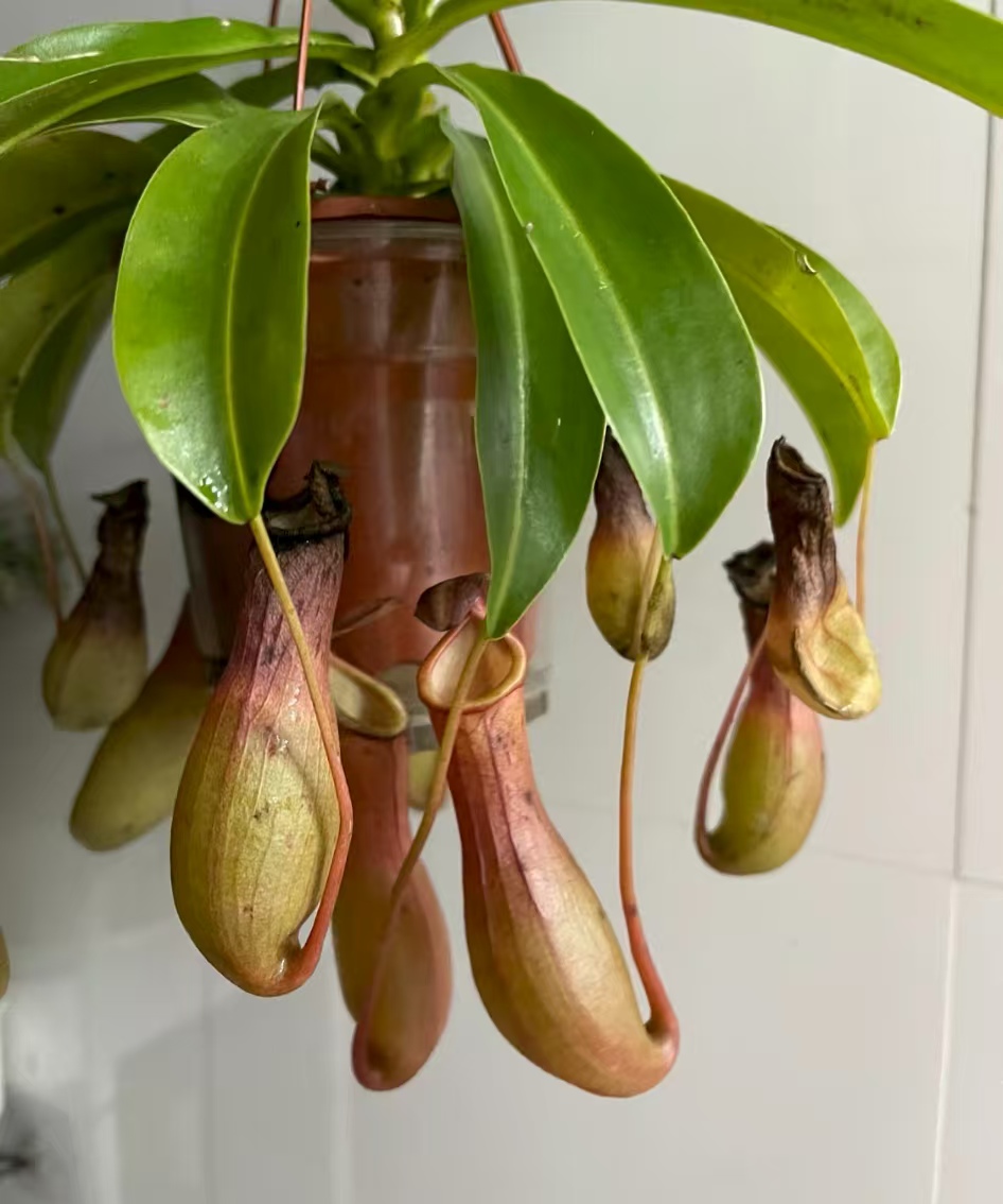 驱蚊植物哪种最好对人体无害的？夏天养什么植物可以驱虫？