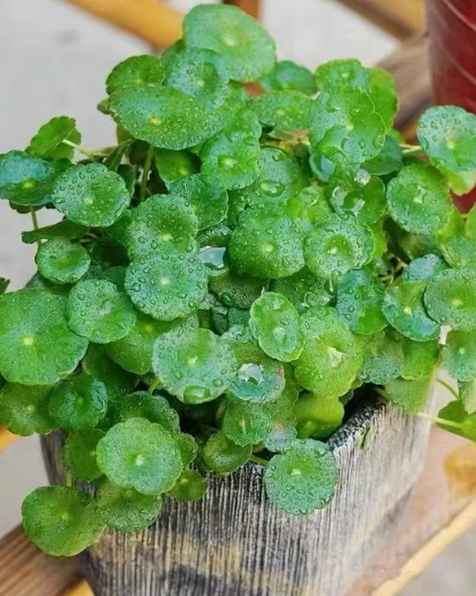 水培植物能晒太阳吗？这几种晒完更精神，选错光照可就养残了