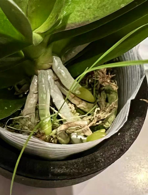 蝴蝶兰的气生根可以剪断吗？蝴蝶兰气生根断了还有用吗？