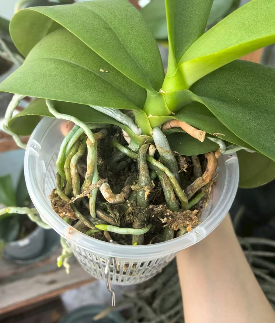 蝴蝶兰根部有黑斑点什么原因造成的？蝴蝶兰根部有褐色的斑块是什么病？
