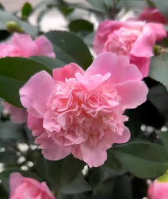 这4种绿植缺酸就蔫，南方养花别忘“喂酸”！