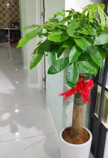 公司开业送什么花最适合？这几种既撑场面又讨彩头！   