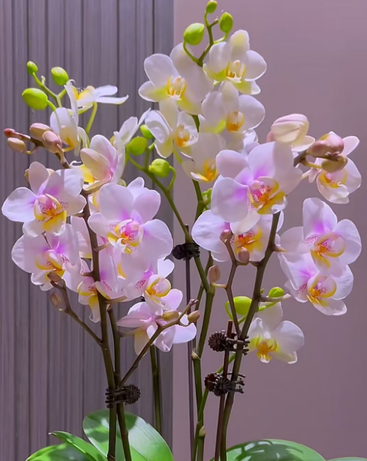 蝴蝶兰秋天可以移栽吗？蝴蝶兰什么时候最适合移栽呢？