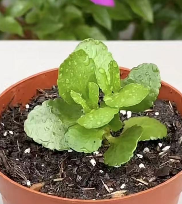 别再乱买花了！这5种绿植剪根枝插上就活，新手也能当“养花大神”