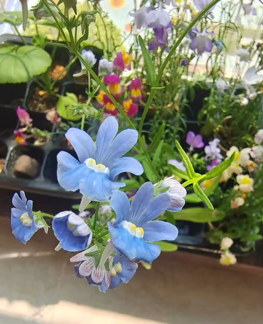 秋冬爆花植物选什么？这4种植物闭眼入   