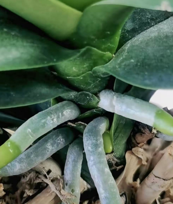 蝴蝶兰的根变黑色正常吗？蝴蝶兰的根正常是什么颜色的？