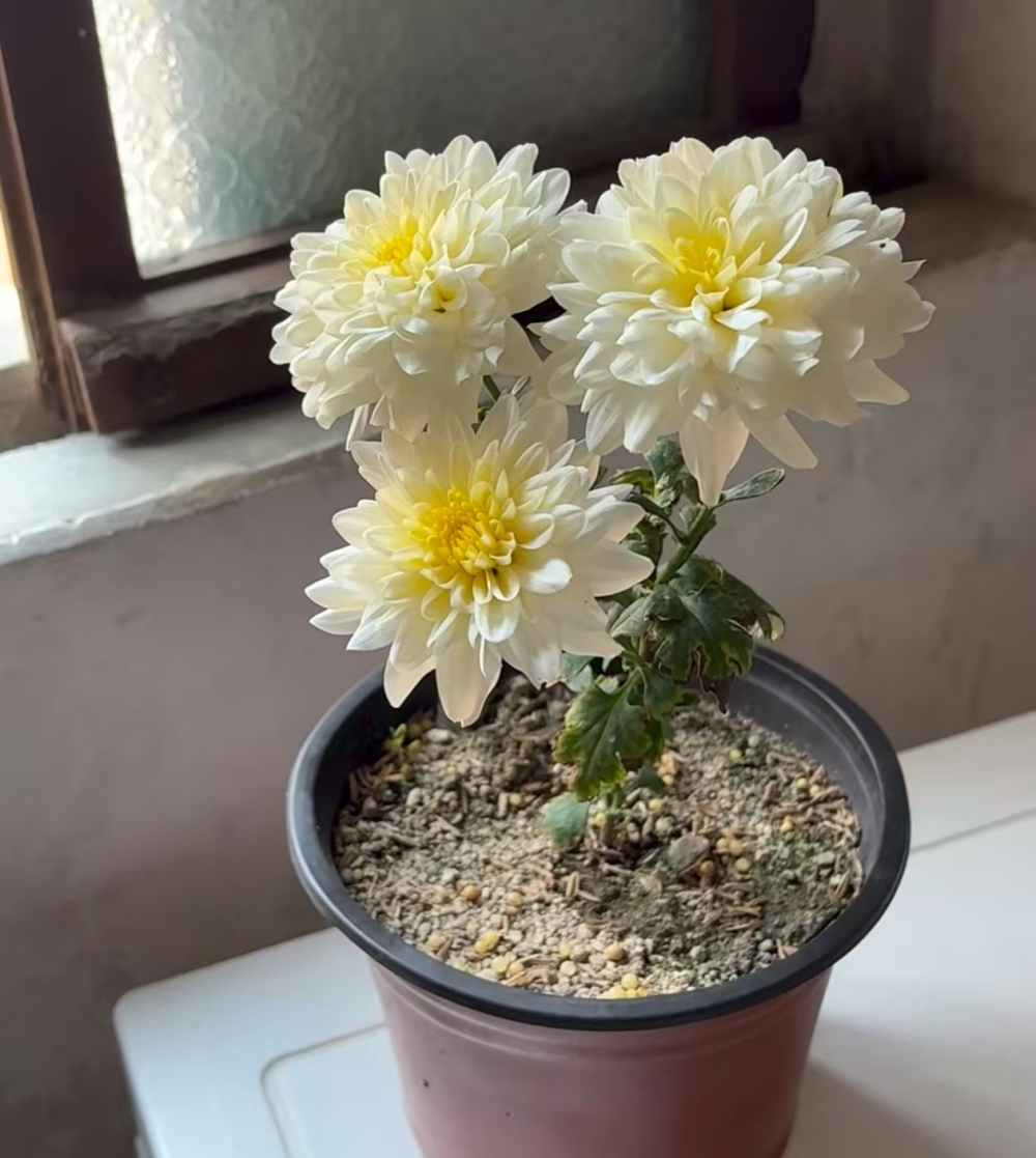 秋季适合养什么花,并且开花的？家庭阳台上秋天可以种植的花有哪些？