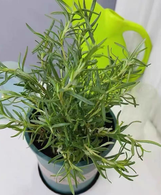 会呼吸的“空气香水”！4款绿植让家香到上瘾
