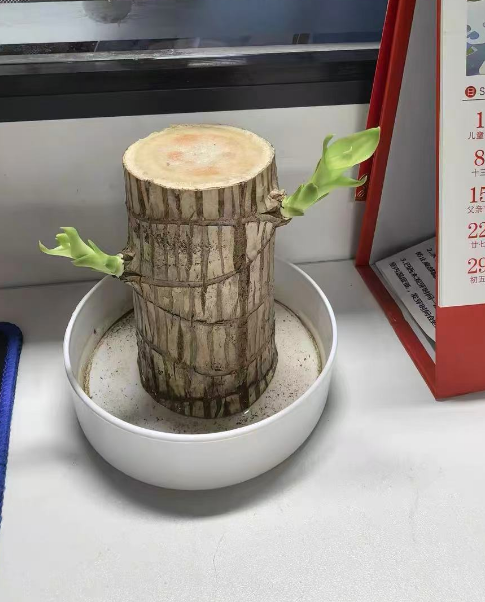 教师节送老师小盆栽？这几种又好看又省心，老师准喜欢！