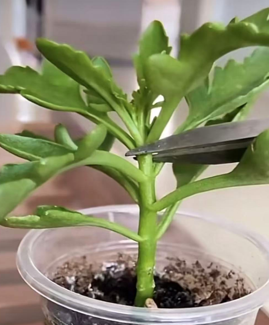 九月还能给植物打顶吗？这些花抓紧剪，秋冬开花爆盆！