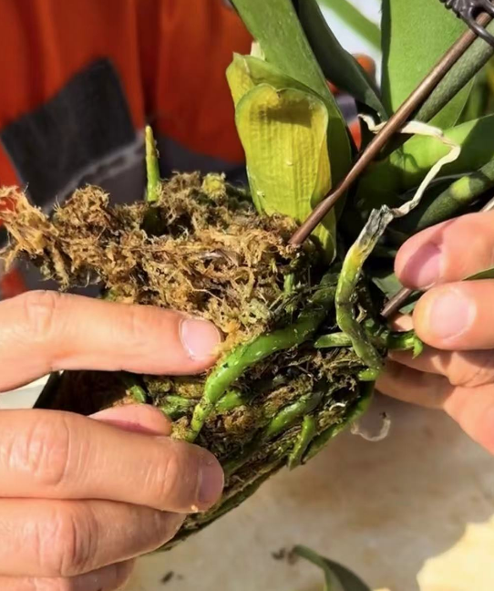刚买的蝴蝶兰，原盆到底能留多久？这时间点最关键！