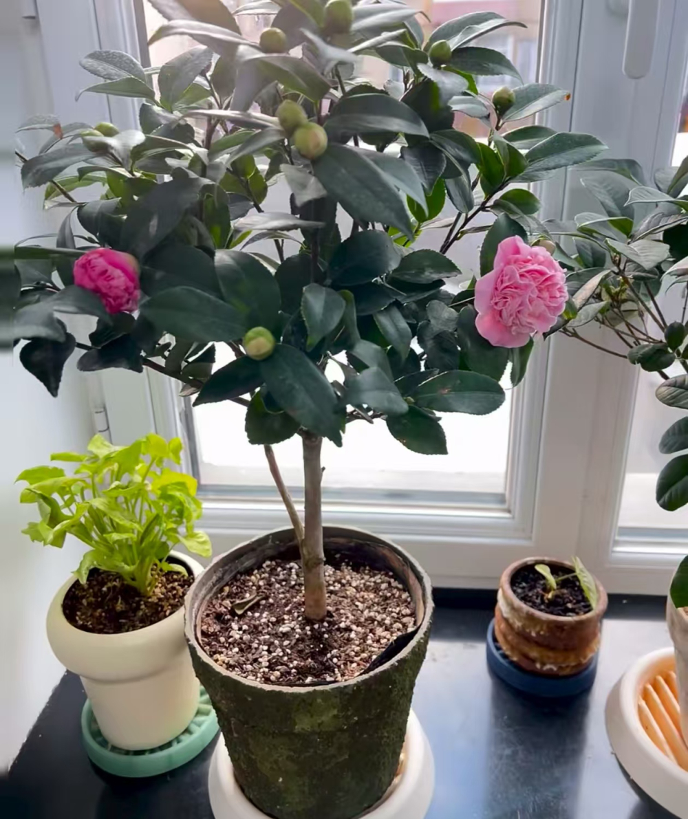 难伺候的花卉有哪些品种？容易养死的植物是什么？