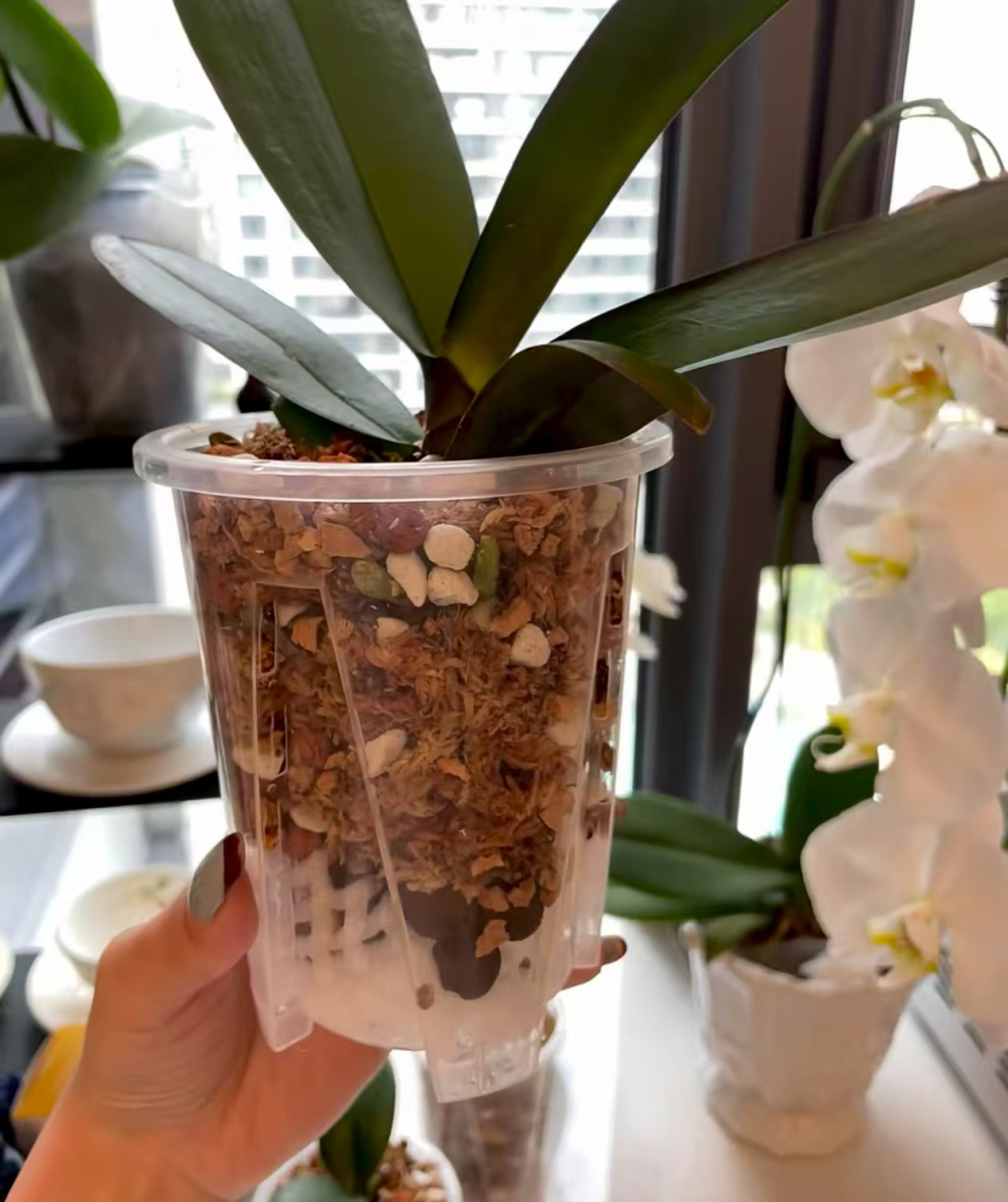 蝴蝶兰盆底下有垫着的泡沫怎么回事？蝴蝶兰泡沫要拿掉吗？