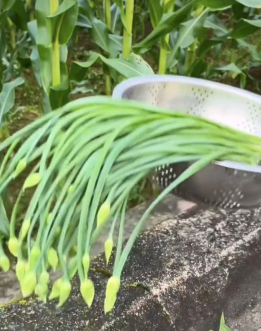 楼顶韭菜长花苞还能吃吗？，咋跟蒜心撞脸了？