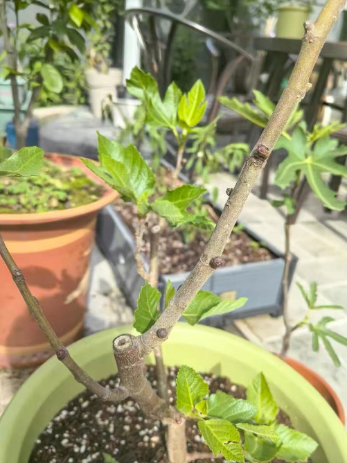 阳台养无花果还能结果？原来做好这几点就行！