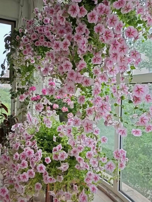 阳台摆上这几种花，轻松养出“花瀑布”，邻居都来抄作业！