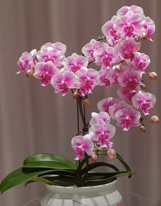 北方蝴蝶兰什么时候种植好？北方蝴蝶兰什么时候购买合适？