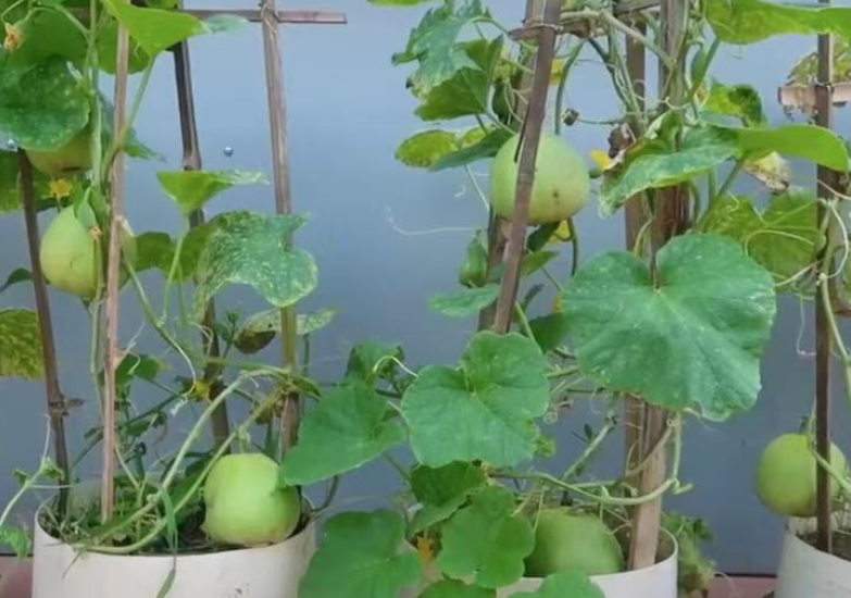 随手把香瓜籽丢花盆，几个月后结满果？吃不完根本吃不完！