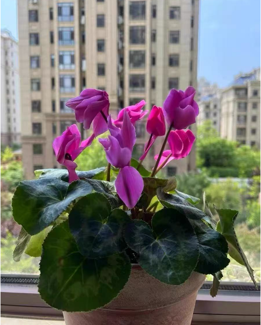 冬天真能看见花开？这些爆花又好看的品种，养一盆美一冬！