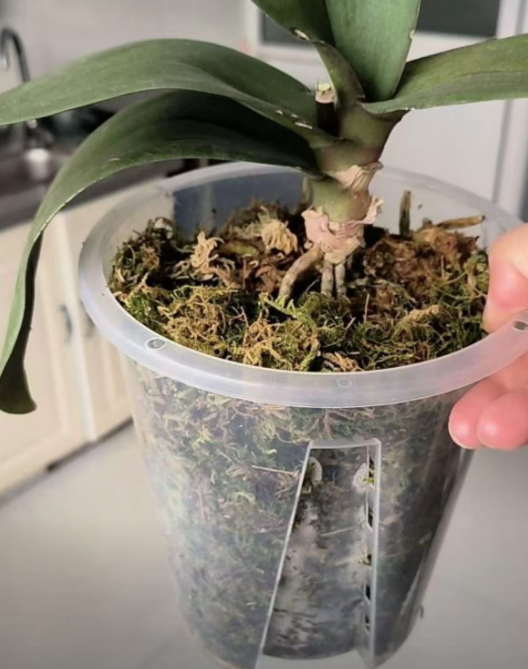 养蝴蝶兰水苔和青苔一样吗？养蝴蝶兰盆内长了青苔有影响吗？