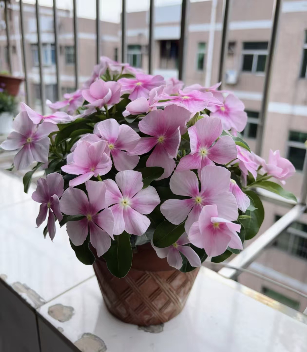 适合秋天养的花有哪些品种？耐养开花爆盆还更快的植物是什么？