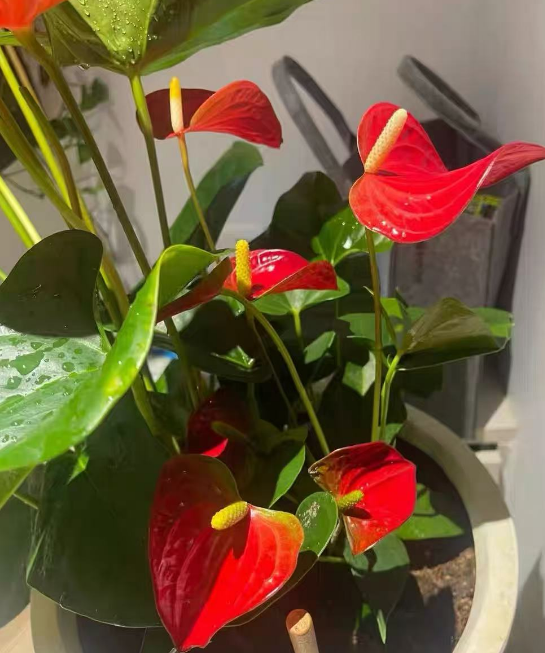 想常年有花看？这5种绿植闭眼入！开花根本不停歇