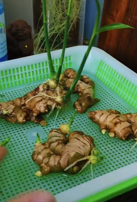 生姜也能水培？比水培绿植还好看，养起来超简单！