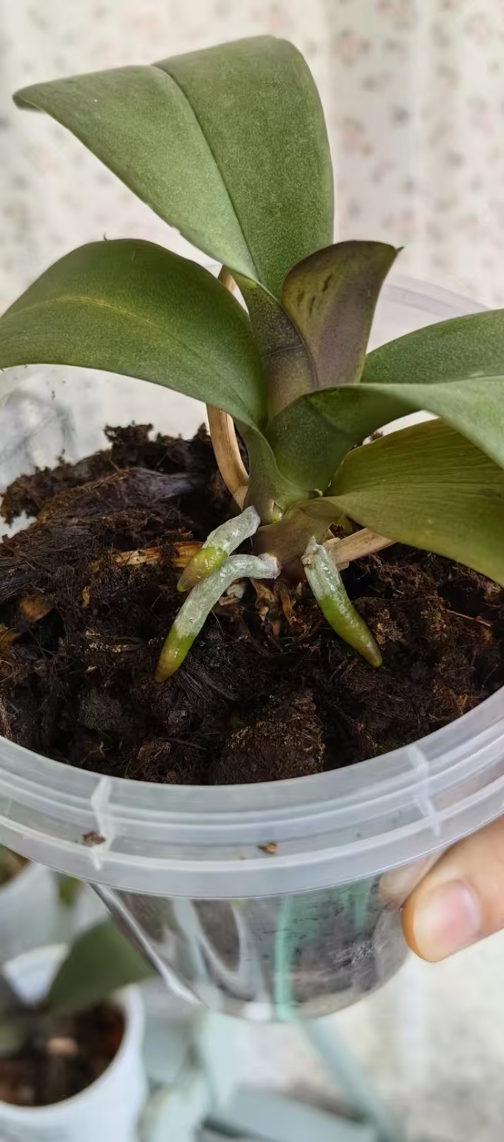 蝴蝶兰怎么配种植土呢？蝴蝶兰用树皮还是水苔种长的快？