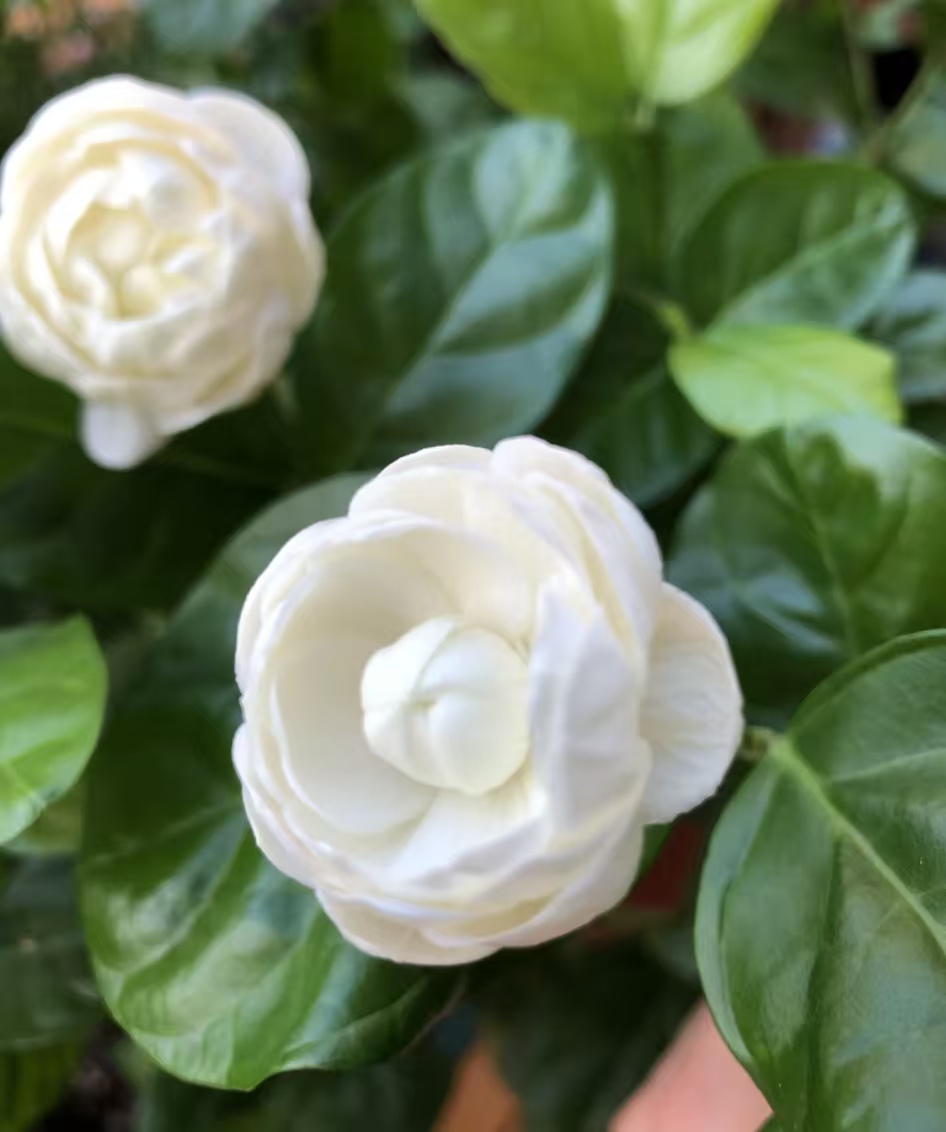 常见的茉莉花品种有哪些特点？茉莉哪个品种适合最好养？