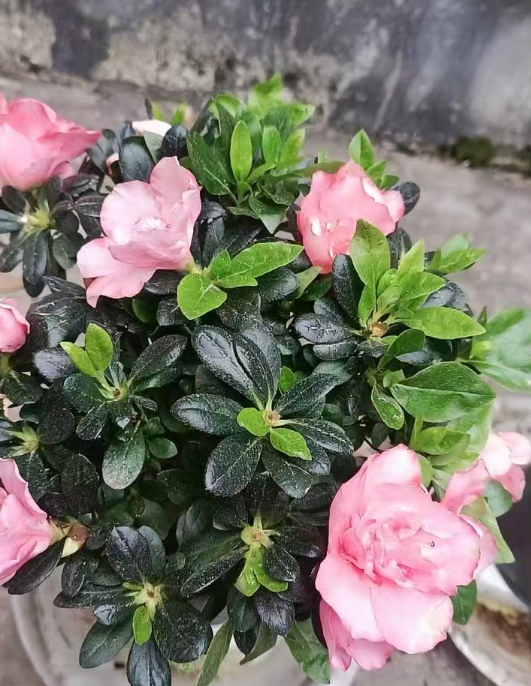 新手养绿植，这4种漂亮花再喜欢也先别入手