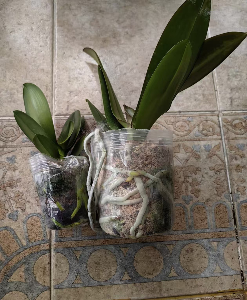 网购蝴蝶兰收到后要怎样处理？网购蝴蝶兰如何检查好坏呢？