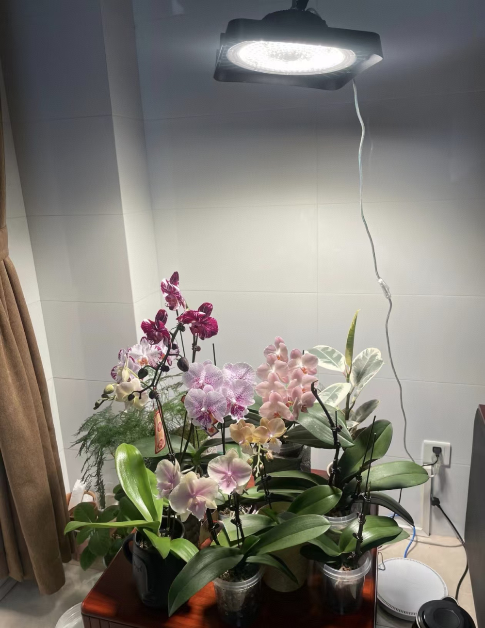 蝴蝶兰如何靠肉眼判断光照强度大小？蝴蝶兰喜欢的温度是多少摄氏度？