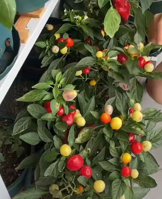 网友阳台种七彩泡椒，一天看八百遍还不够，评论区笑翻了   