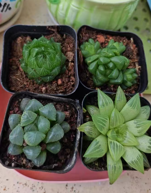 想给娃选小盆栽？这几种好养活还能玩！