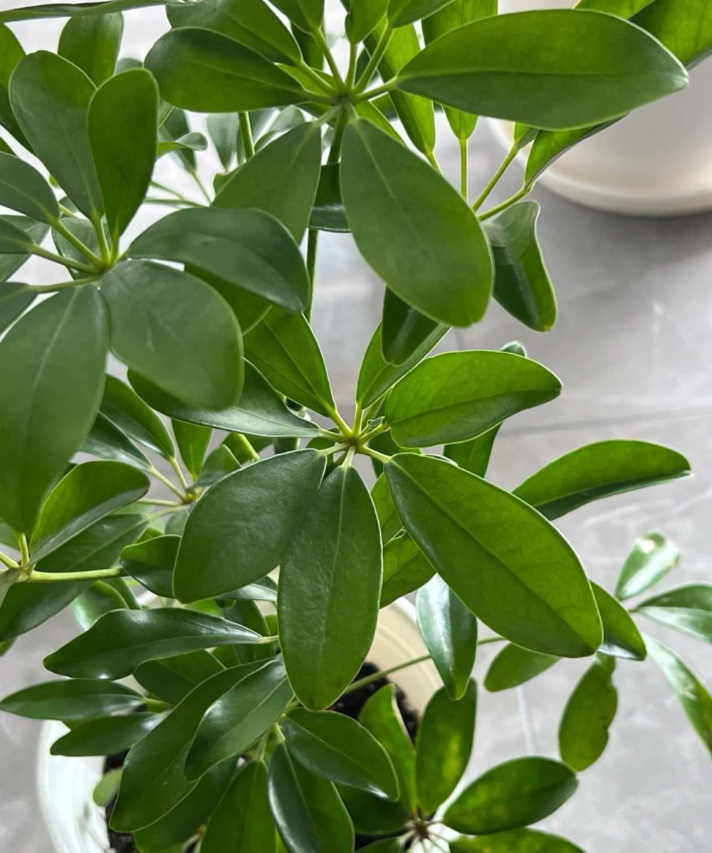 没光照也不怕黑的植物有哪些？什么植物适合卫生间养而且好活?