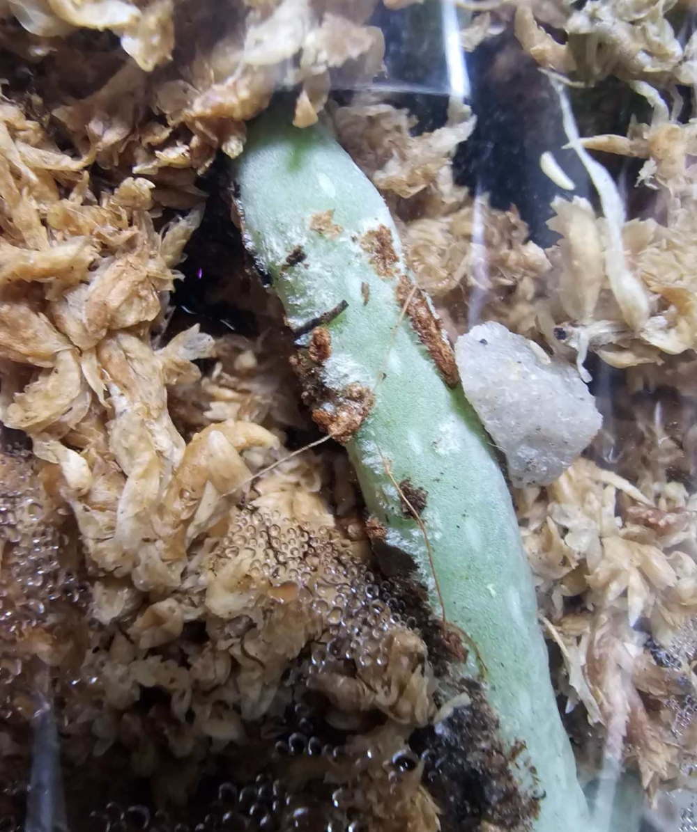 蝴蝶兰长蚜虫怎么治疗最好？吡虫啉杀蚜虫吗有效果吗？